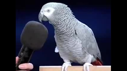 Ted - Einstein the parrot