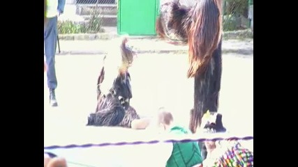 kukeri polski izvor 