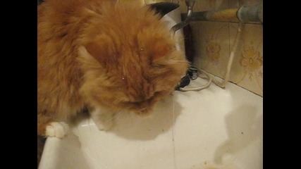 kote pie woda
