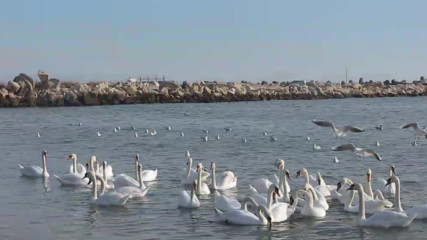 Varna - Black Sea Coast today 027