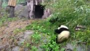 ЗАБАВНИ КАДРИ: Вижте как три панди релаксират във вана (ВИДЕО)