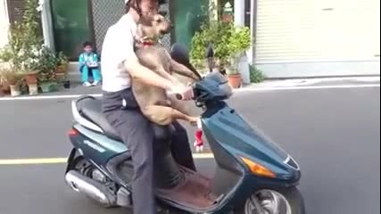 Смях ... Куче иска да се вози на мотор