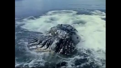 огромен кит