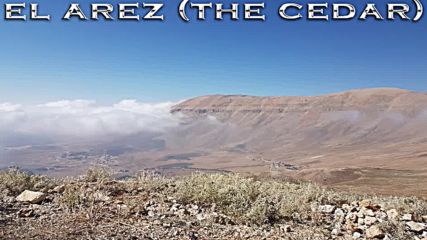 Ancient Tree Research Project - Giant Cedars of Lebanon - Part 1