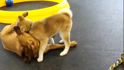 Аkita Inu (17 weeks puppy)