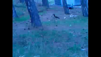 Видео - Katerichka Velingrad.g.mp4