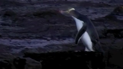 Жълтоок пингвин 