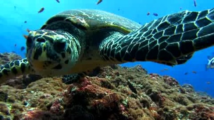 Sea Turtle - Морска Kостенурка [hq]