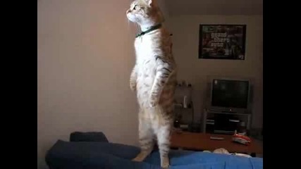 Котка стои на два крака също като човек