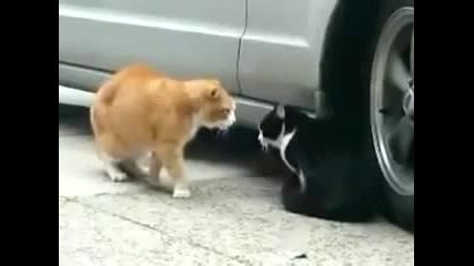 This Cat Betrayed His Girlfriend