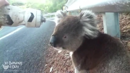 Колоездач дава вода на жадна коала