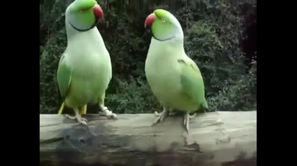 Два сладки папагала си говорят !