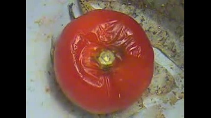 Как изгнива един домат
