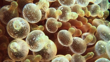 Coral reef