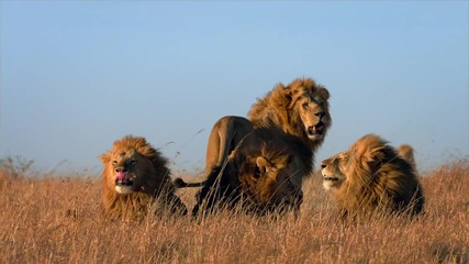 African Cats - The Making of African Cats