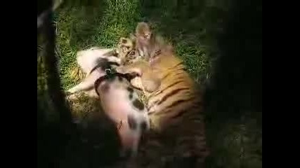Тигърче и прасенце живеят заедно 