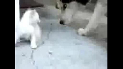 big dog little cat