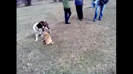 Българско овчарско куче си играе с питбул