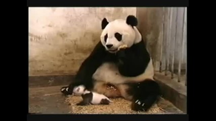 Baby Panda Sneezing