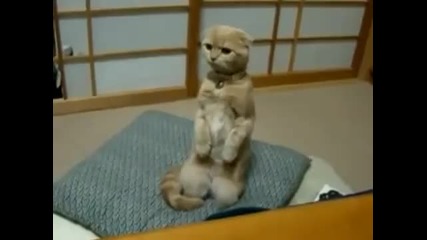 смешни котета