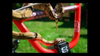 Bmx Pics