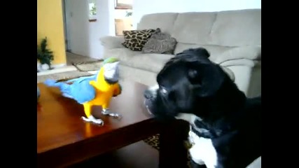 Куче играе с шарен папагал
