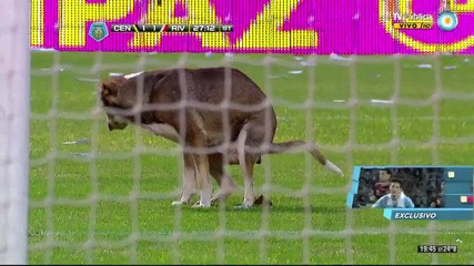 Куче се облекчава по голяма нужда и прекъсва мач в Аржентина - Смях !