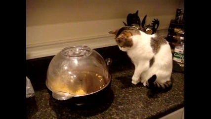 Котка се стряска от пукане царевица!