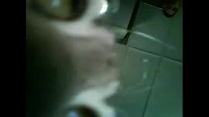 Divo kote 