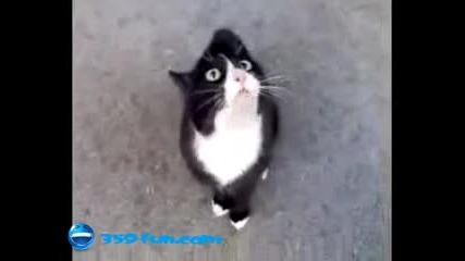 Говорящата котка