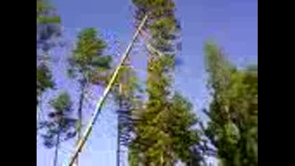 падане на дърво - 1