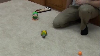Забавен папагал