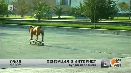 Булдог стана сензация в интернет