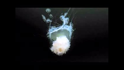 Deep Sea : Медузи