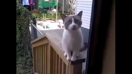 Най-приказливата котка