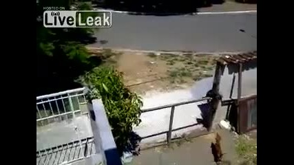 Какво може да направи куче за 28 секунди,