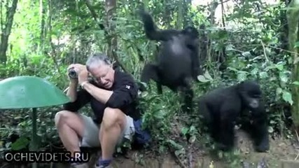 Малки горилчета изучават-какво е това човек!