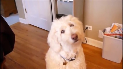 10 Doggie Head Tilts Compilation