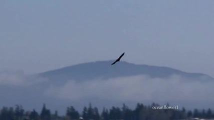 Ернесто Кортазар - Полетът на орела 