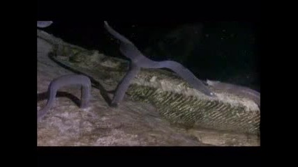 Bbc Blue Planet еп 2 : В бездната част 2 