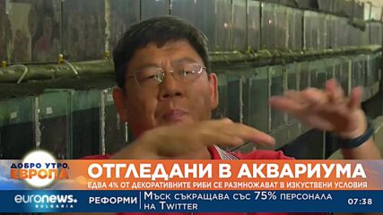 Едва 4% от декоративните риби се размножават в изкуствени условия