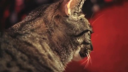 Котката певец !!!