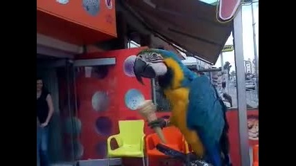 parrot who eats ice cream