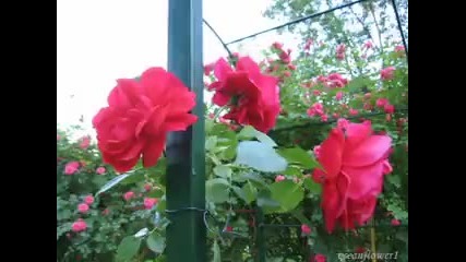 Giovanni Marradi - What I did for love