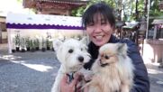 С кимоно и добро настроение: Масова благословия на кучета в Токио (ВИДЕО)