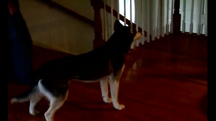 Husky Dog ;; Mishka Are You Stupid ? Nooooooooo 