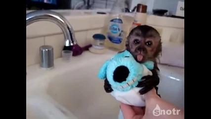 Сладка малка маймунка се къпе с плюшената си играчка !