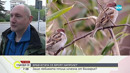 Защо врабчетата изчезват от България