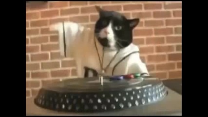 Коте Dj (fun)