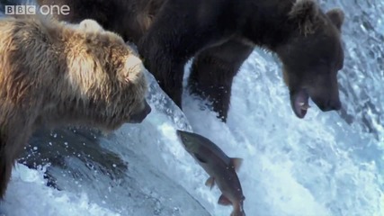 Grizzly Bears Catching Salmon - Nature's Hd